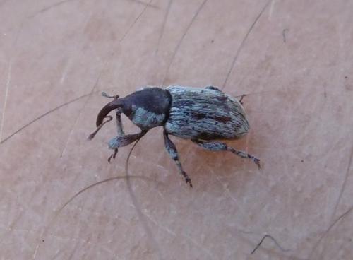 Réf. 346 267 : Pachytychius sp.